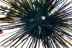 Black Sea Urchin/Photographed with a Canon 60 mm macro le... by Laurie Slawson 